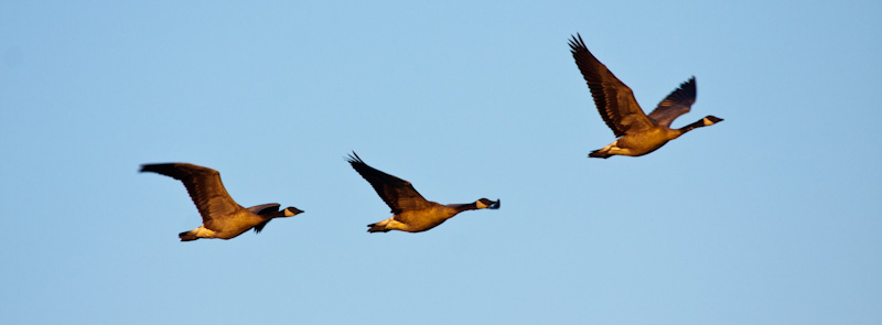 Canadian Geese In Flight